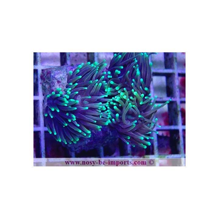 Euphylli glabrescens Dragon Soul WYSIWYG 27012022-4