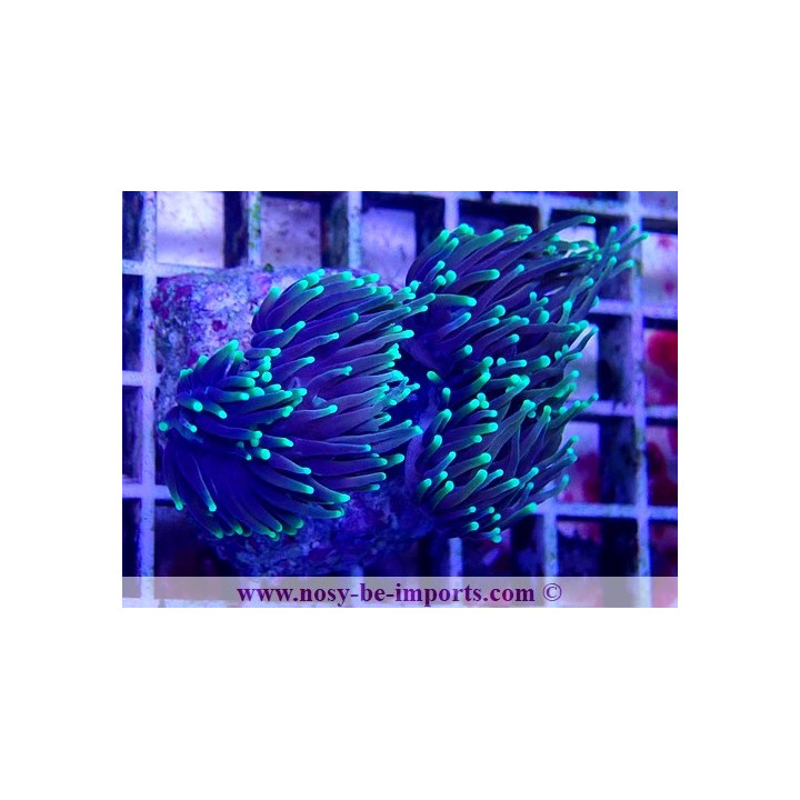 Euphylli glabrescens Dragon Soul WYSIWYG 27012022-4