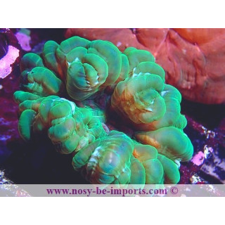 Cynarina lacrymalis WYSIWYG 27012022-7