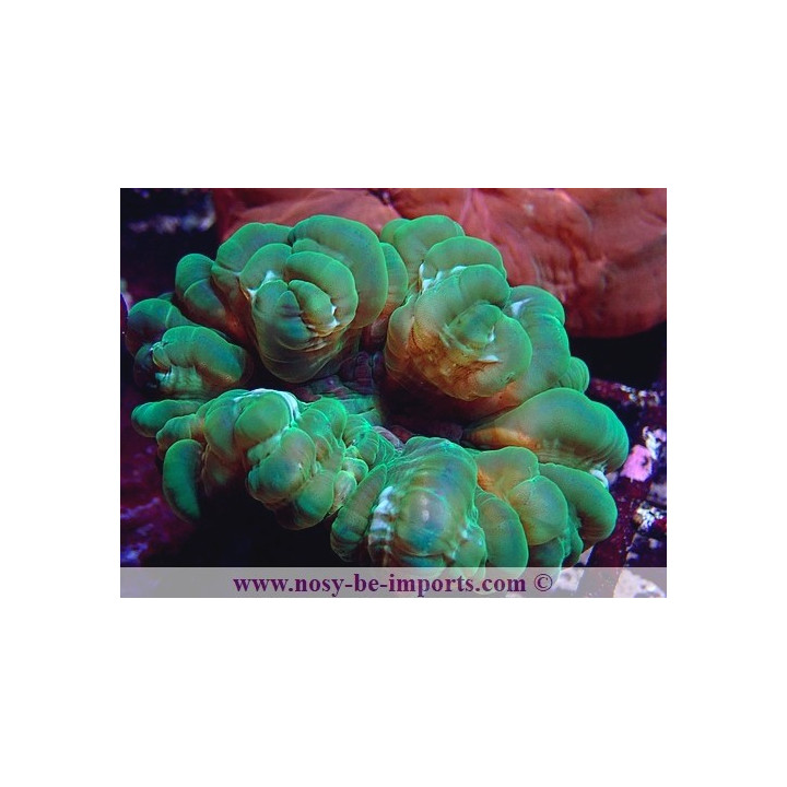 Cynarina lacrymalis WYSIWYG 27012022-7