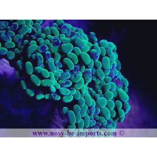 Euphyllia paraancora WYSIWYG 27012022-8