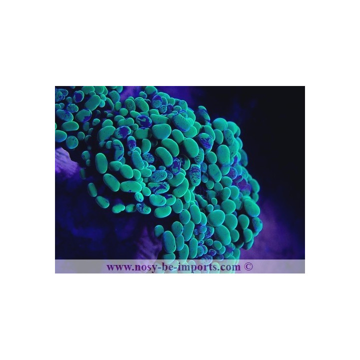 Euphyllia paraancora WYSIWYG 27012022-8