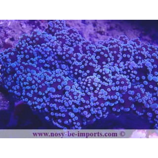 Euphyllia divisa WYSIWYG 27012022-9