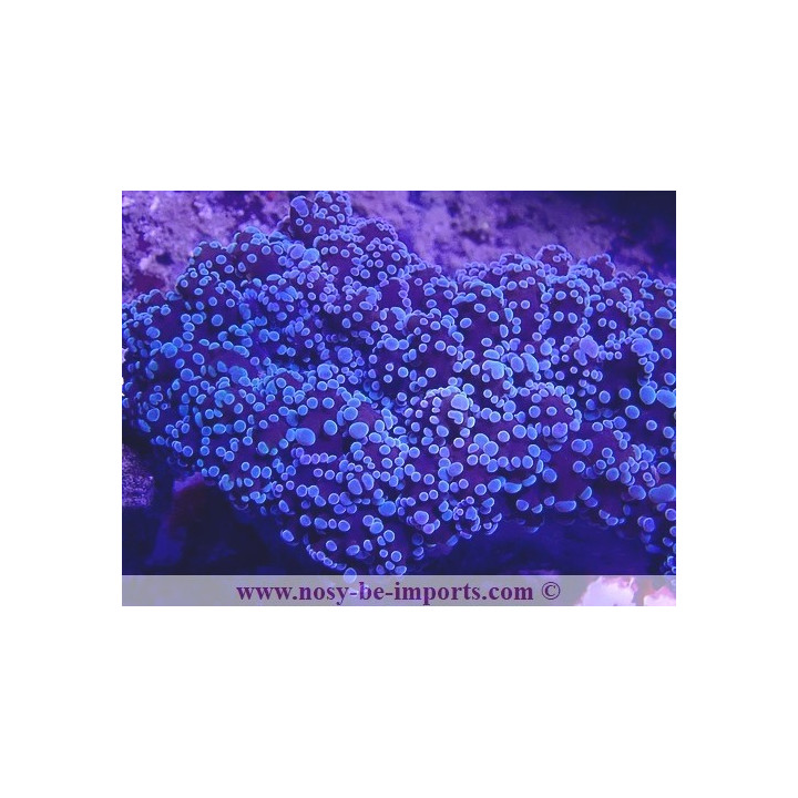Euphyllia divisa WYSIWYG 27012022-9