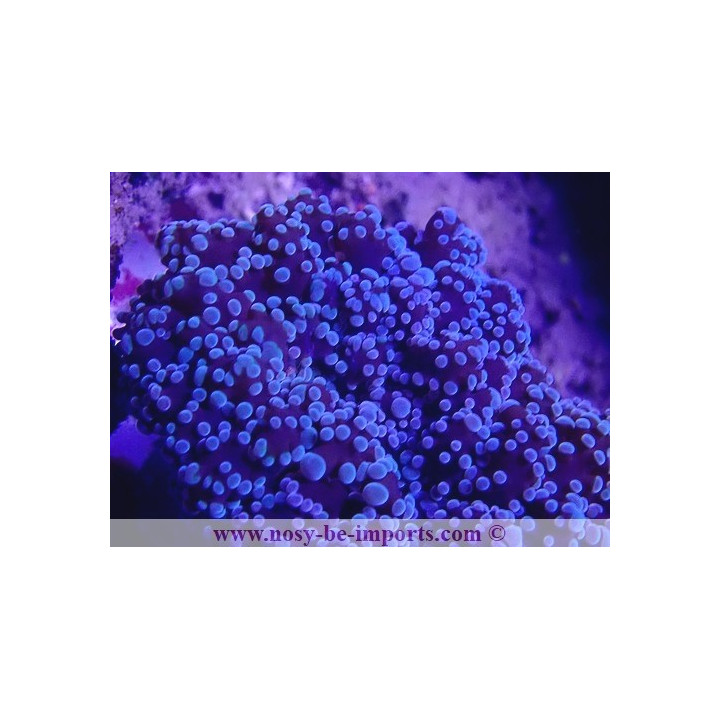 Euphyllia divisa WYSIWYG 27012022-9