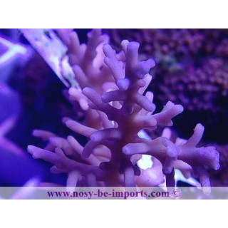 Acropora jacquelineae WYSIWYG 27012022-10