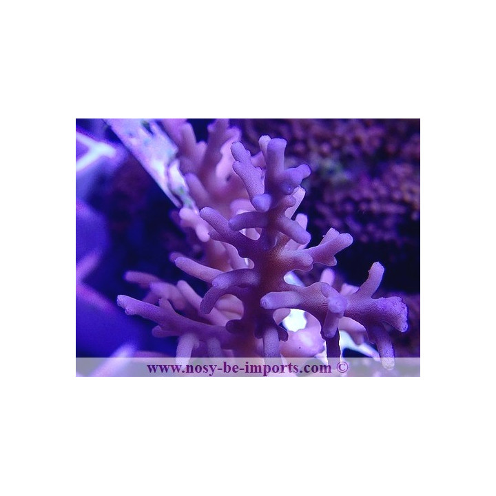 Acropora jacquelineae WYSIWYG 27012022-10
