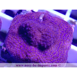Montipora sp. WYSIWYG 27012022-11