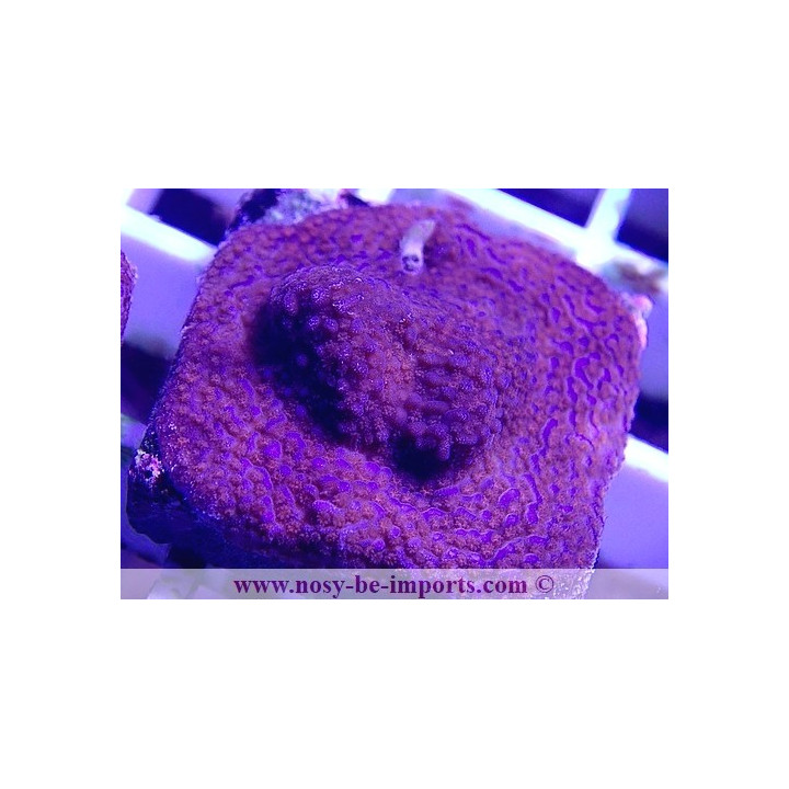 Montipora sp. WYSIWYG 27012022-11