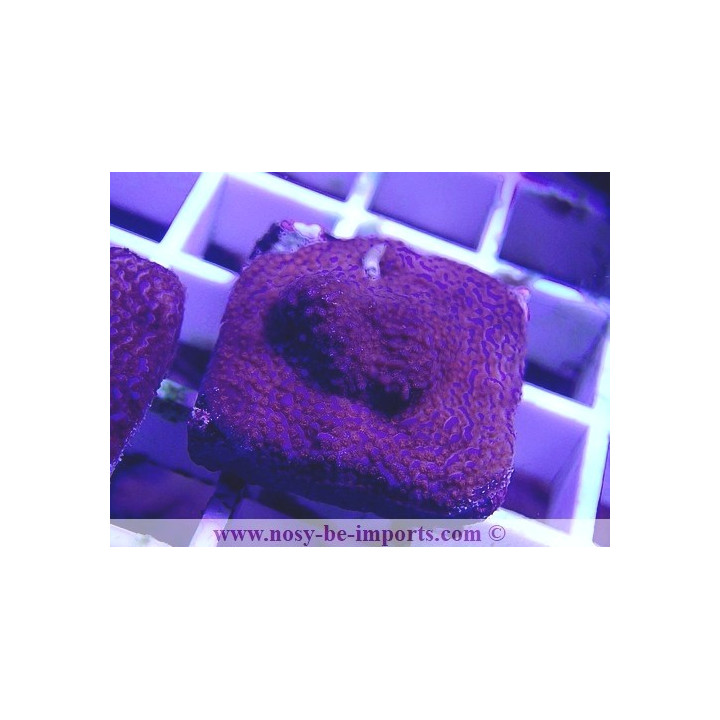 Montipora sp. WYSIWYG 27012022-11
