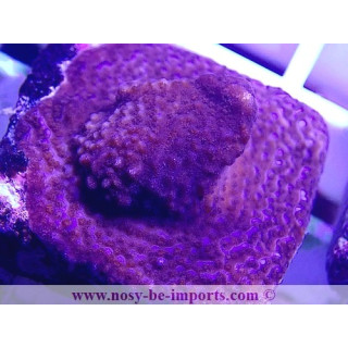 Montipora sp. WYSIWYG 27012022-12