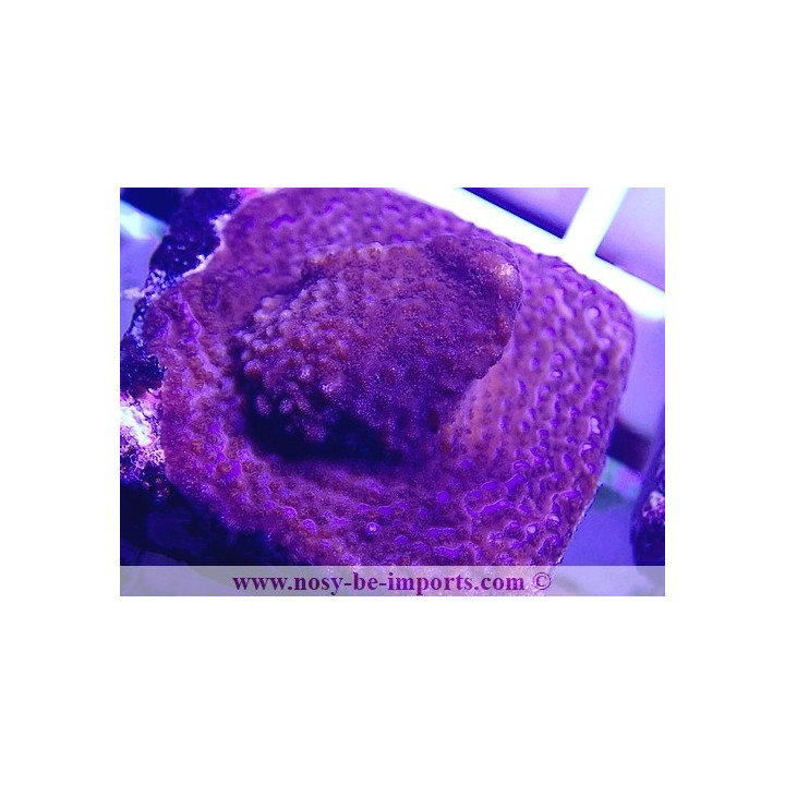 Montipora sp. WYSIWYG 27012022-12