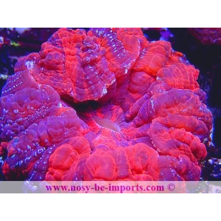 Acanthophyllia deshayesiana WYSIWYG 27012022-5