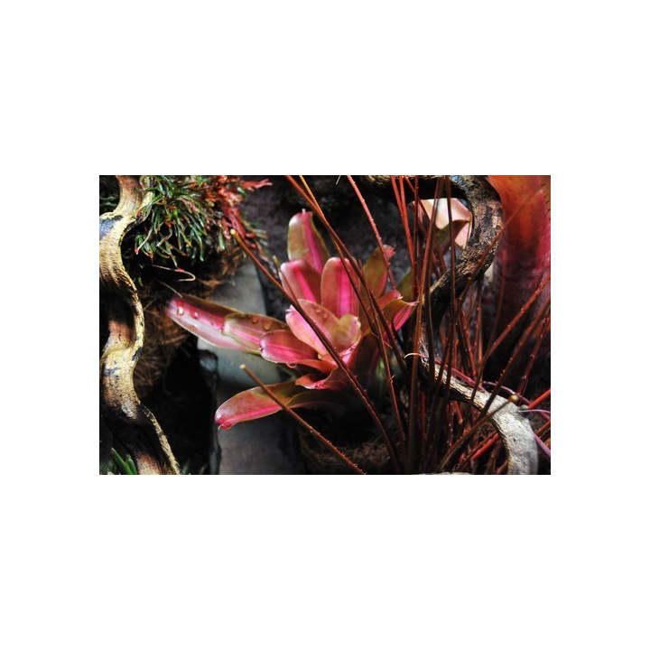 Epiweb - terrarium sur mesure - murs végétaux