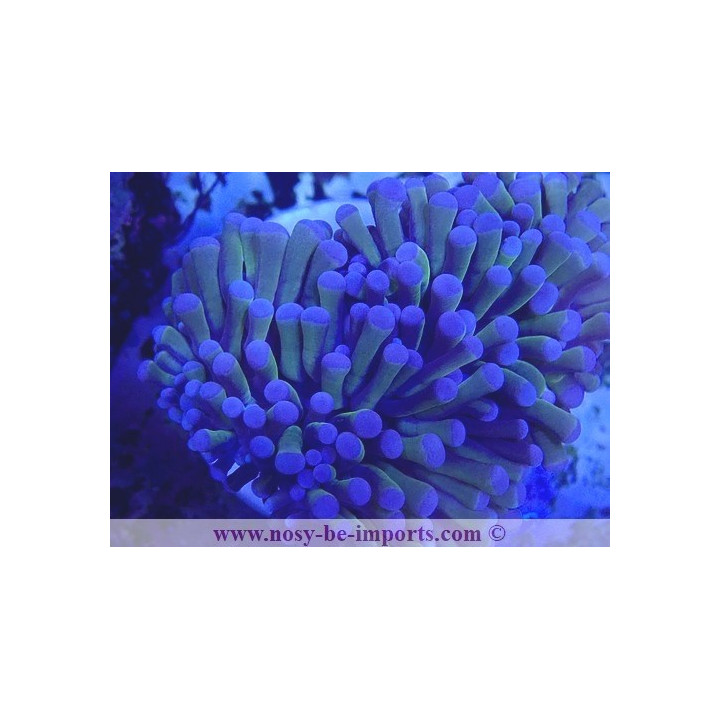 Euphyllia glanbrescens 24K WYSIWYG 27012022-13