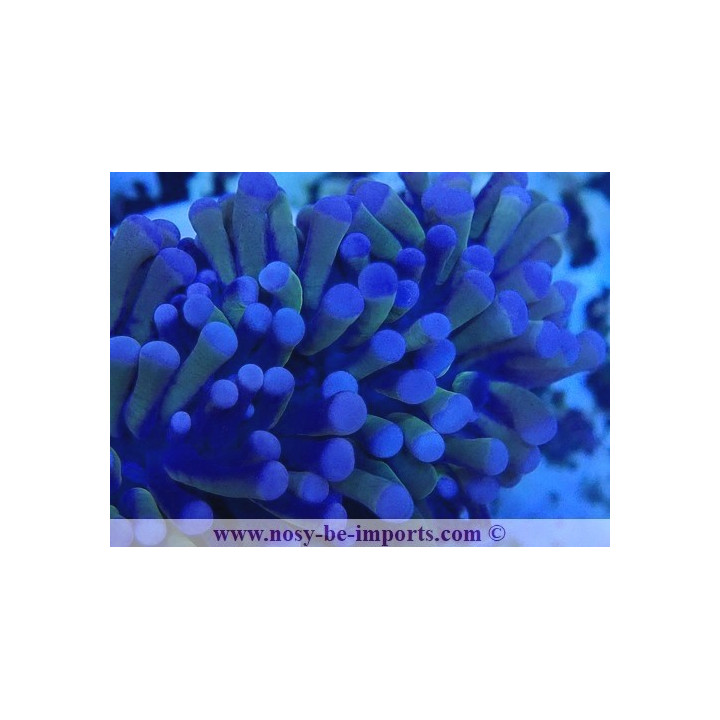 Euphyllia glanbrescens 24K WYSIWYG 27012022-13