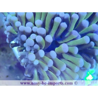 Euphyllia glanbrescens 24K WYSIWYG 27012022-13