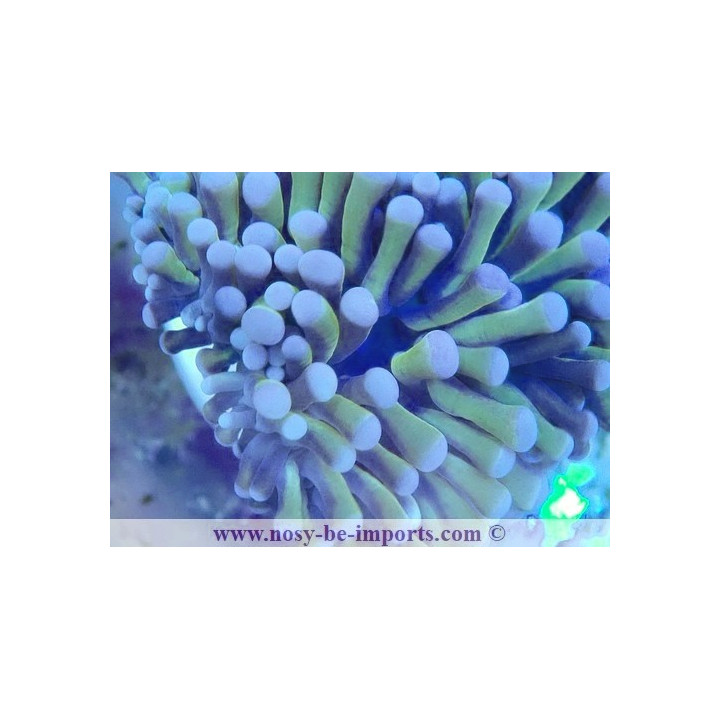 Euphyllia glanbrescens 24K WYSIWYG 27012022-13