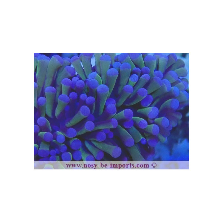 Euphyllia glanbrescens 24K WYSIWYG 27012022-13