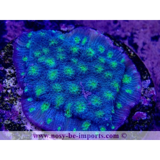 Echinopora lamellosa 27012022-16