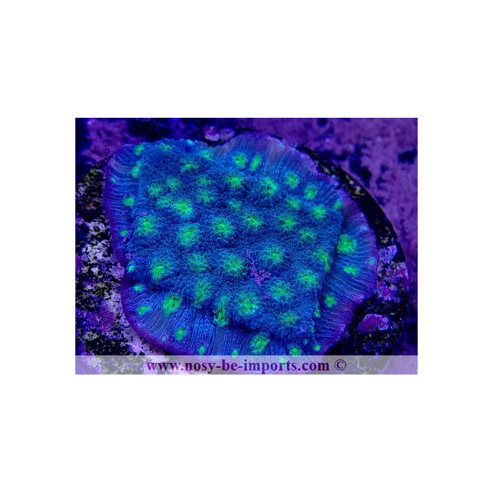 Echinopora lamellosa 27012022-16