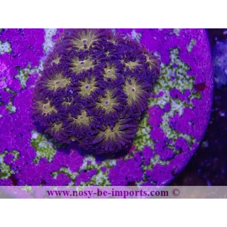 Leptastrea sp. WYSIWYG 27012022-17