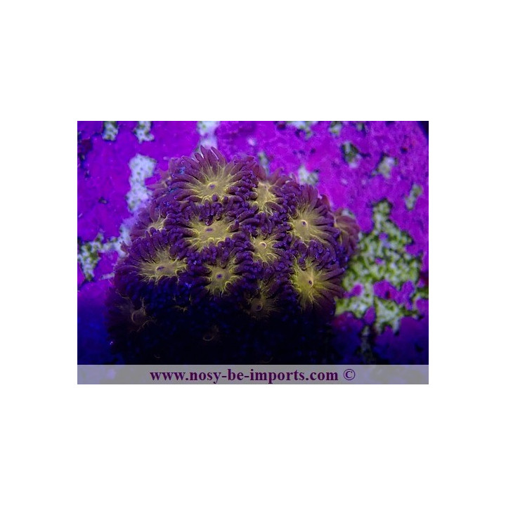 Leptastrea sp. WYSIWYG 27012022-17