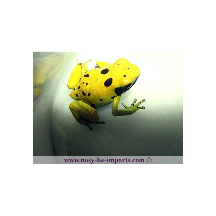 Dendrobates leucomelas Fine spots
