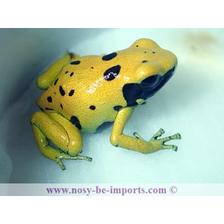 Dendrobates leucomelas Fine spots