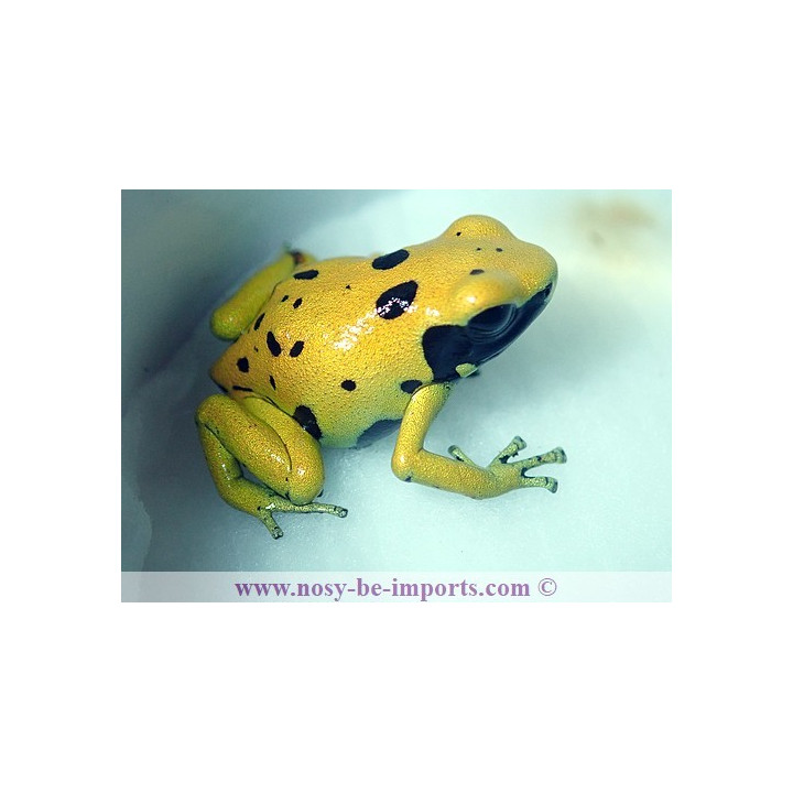 Dendrobates leucomelas Fine spots