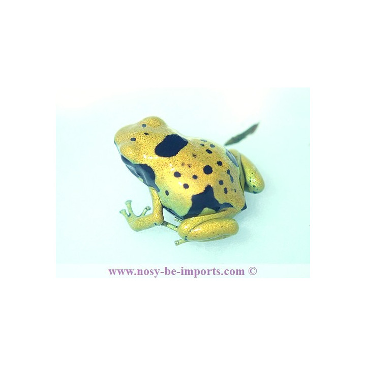 Dendrobates leucomelas Fine spots