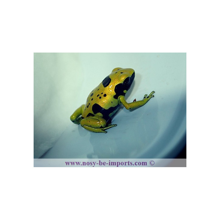 Dendrobates leucomelas Fine spots