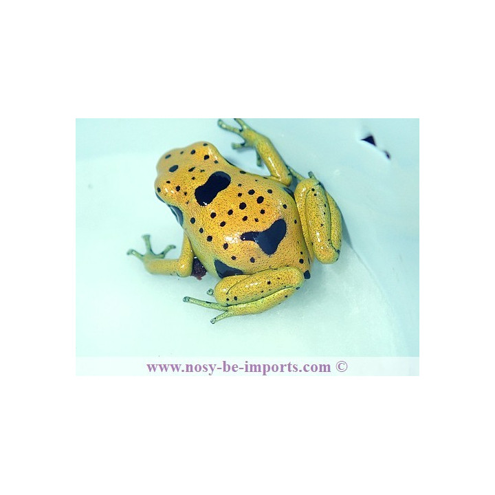 Dendrobates leucomelas Fine spots