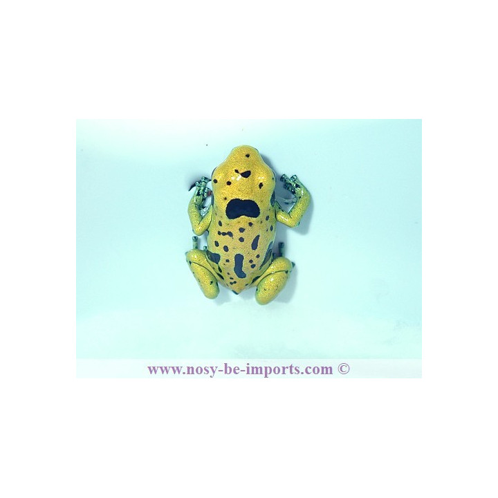 Dendrobates leucomelas Fine spots