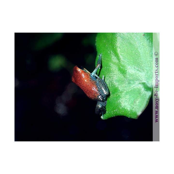 Oophaga pumilio Esperanza