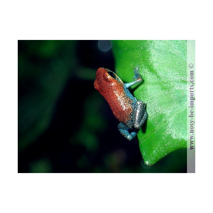 Oophaga pumilio Esperanza