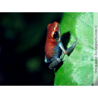 Oophaga pumilio Esperanza