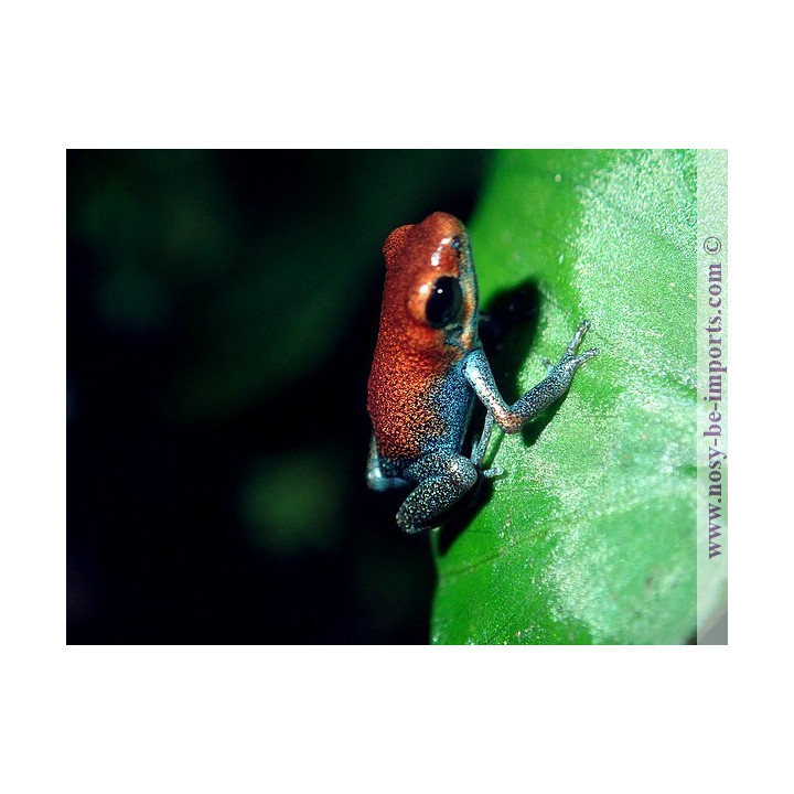 Oophaga pumilio Esperanza