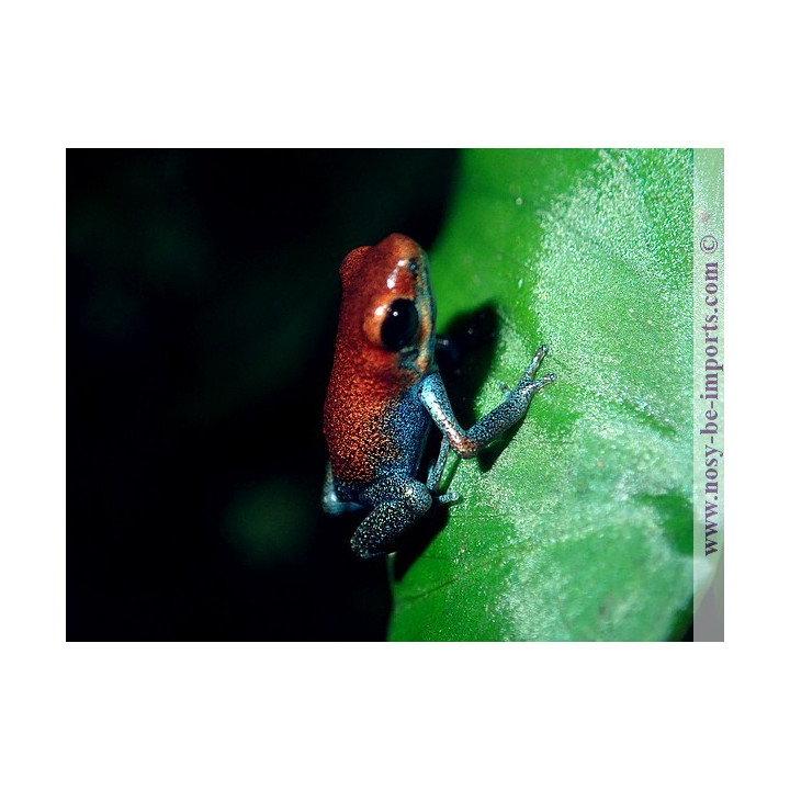 Oophaga pumilio Esperanza
