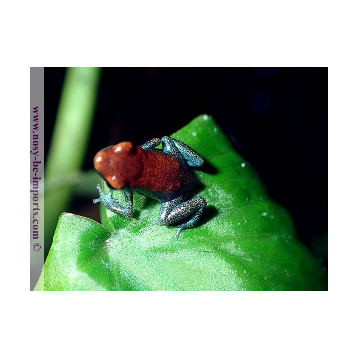 Oophaga pumilio Esperanza