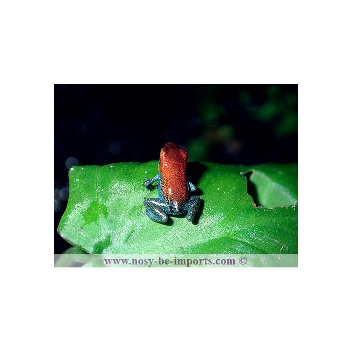 Oophaga pumilio Esperanza