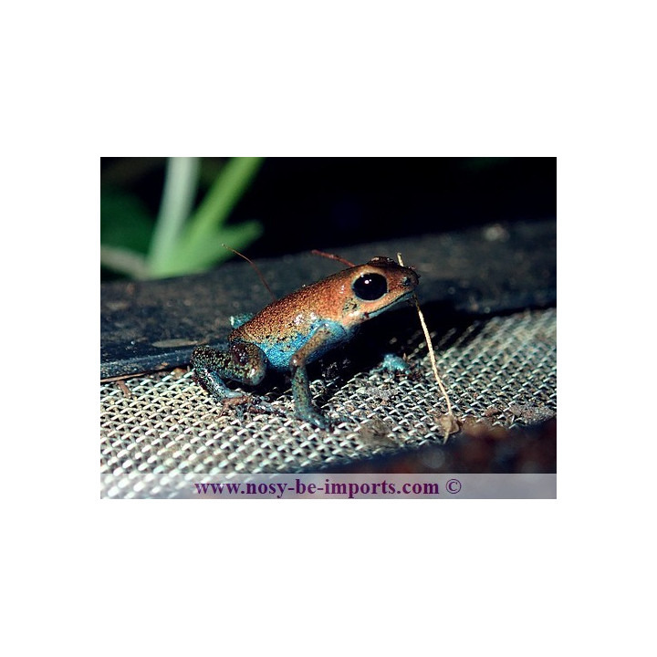 Oophaga pumilio Esperanza