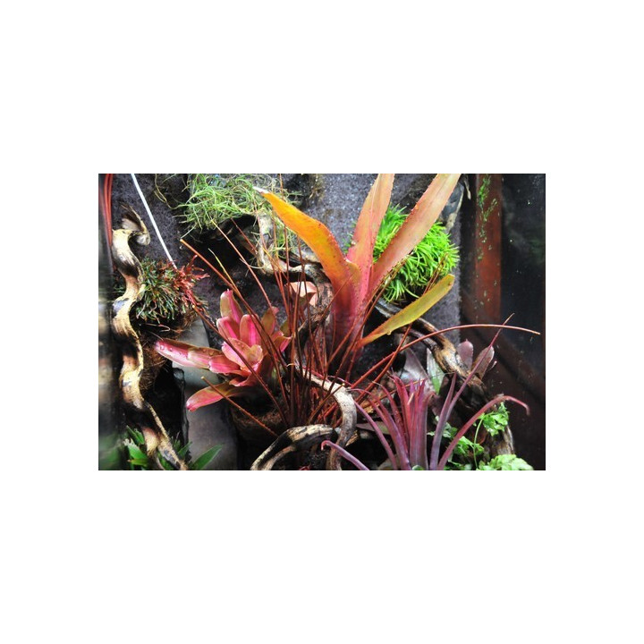 Epiweb, Ecoweb, terrarium sur mesure, maggie rep