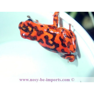 Oophaga vincentei