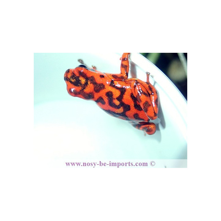 Oophaga vincentei