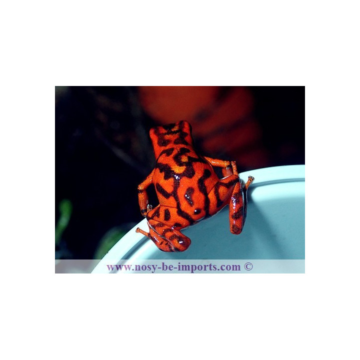 Oophaga vincentei