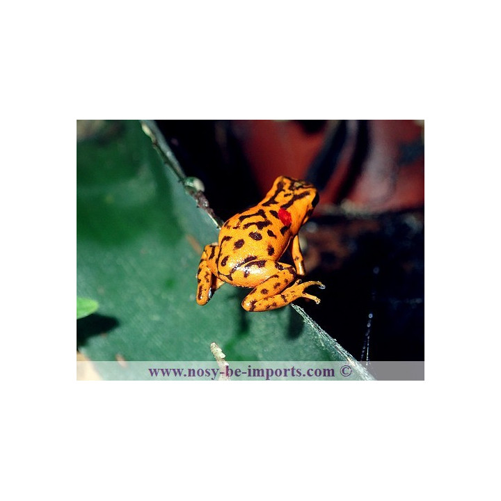 Oophaga vincentei