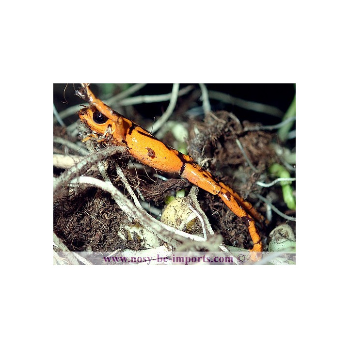 Oophaga vincentei