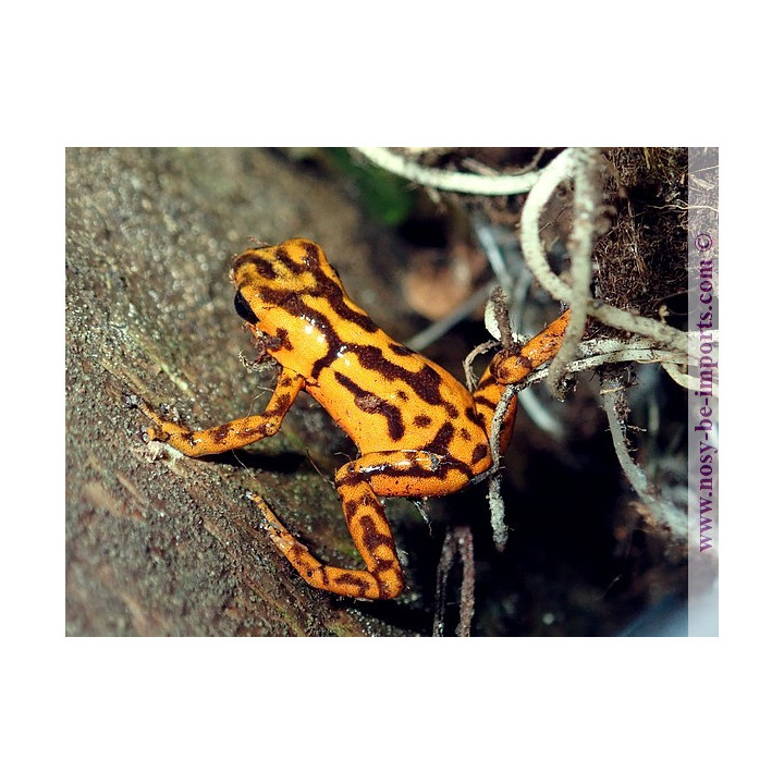 Oophaga vincentei