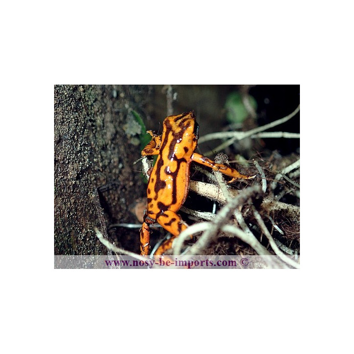 Oophaga vincentei